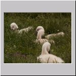 Cygnus olor - Hoeckerschwan 08.jpg